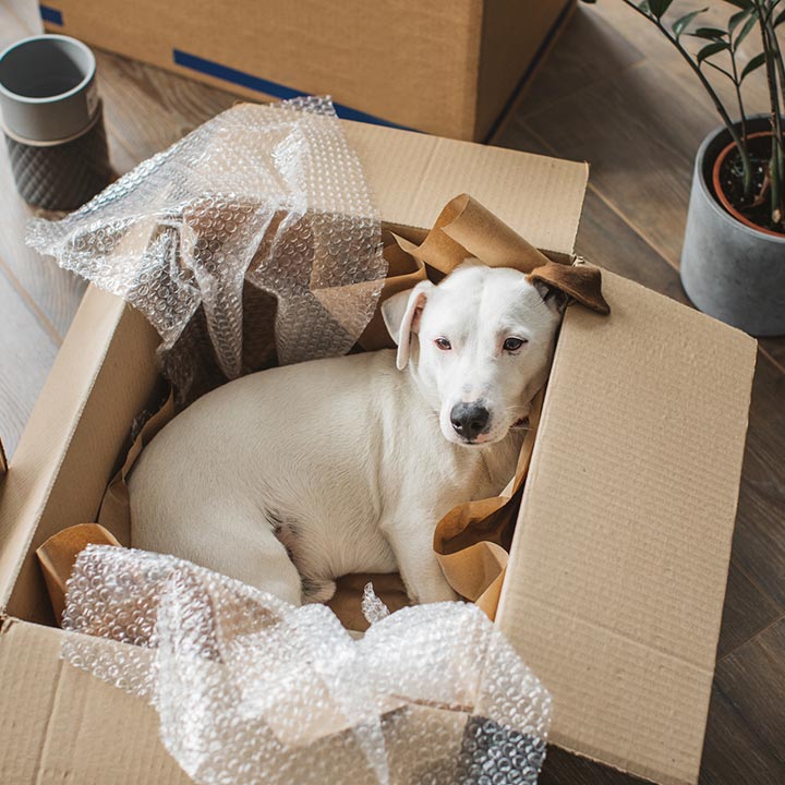 A dog resting in a moving box in a new home